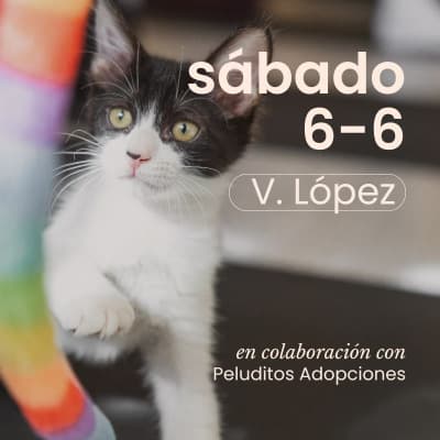 Yoga con Gatitos