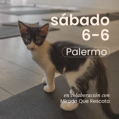 Yoga con Gatitos